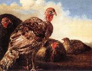 CUYP, Aelbert Domestic Fowl  fg oil on canvas